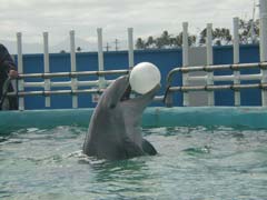 Ake with ball in mouth